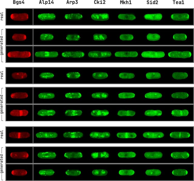 GANs for Biological Image Synthesis